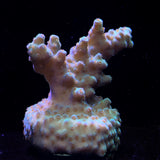 Acropora Frag
