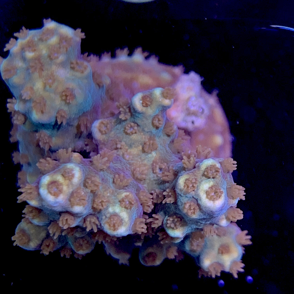 Acropora Frag