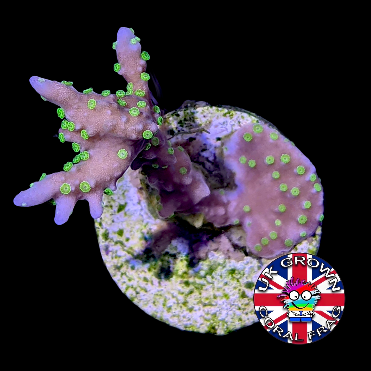 Hirsuta Montipora (UK Grown)