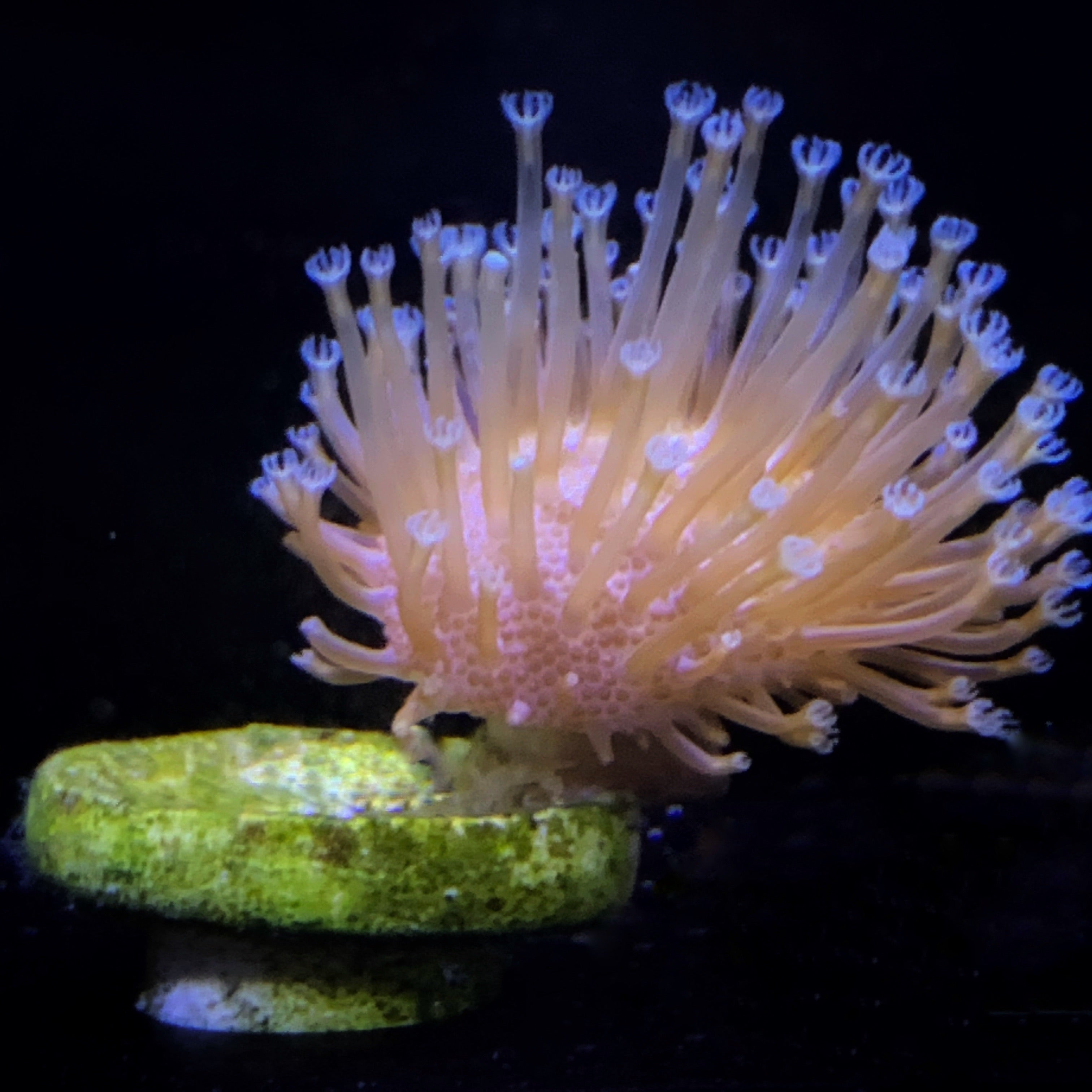 Toadstool coral
