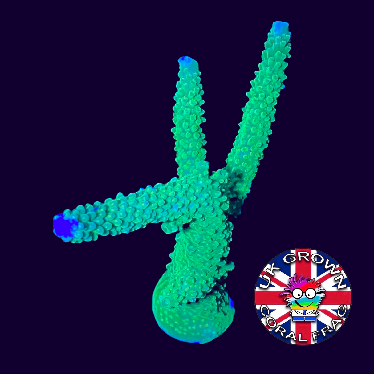 Bali Green Slimer Acropora Frag (UK Grown) Collection Only