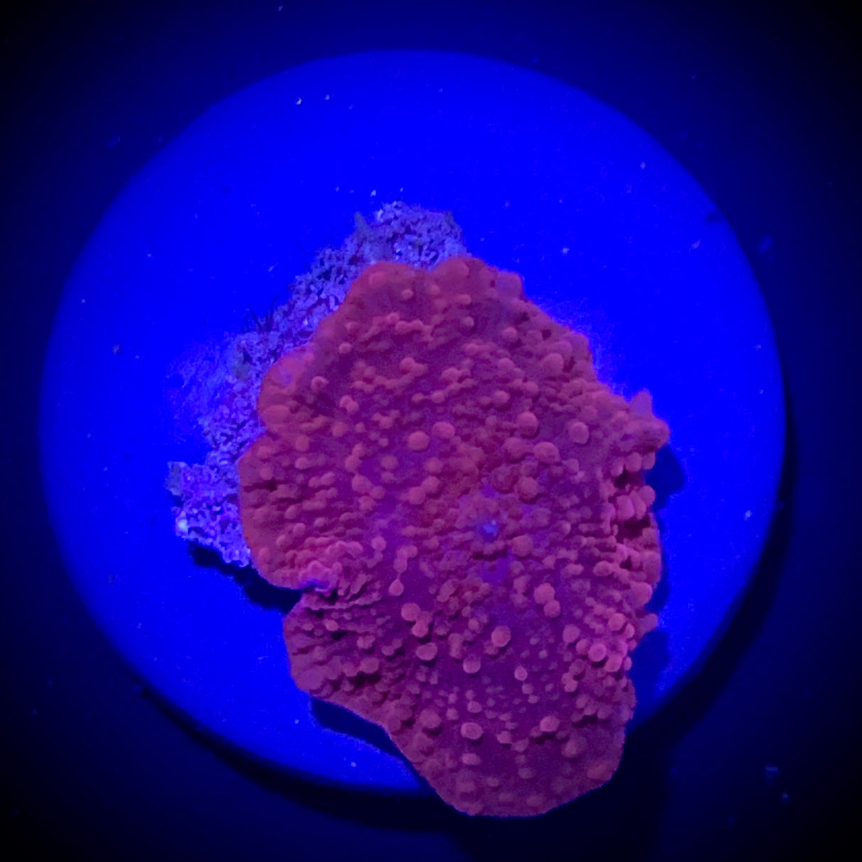 Red Mushroom