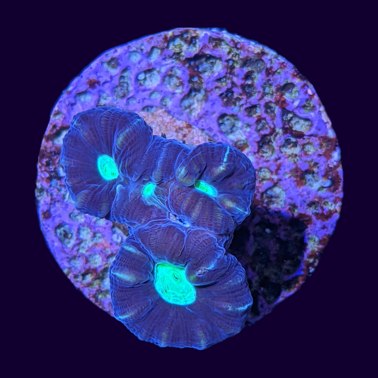 Green Pinwheel Candy Cane