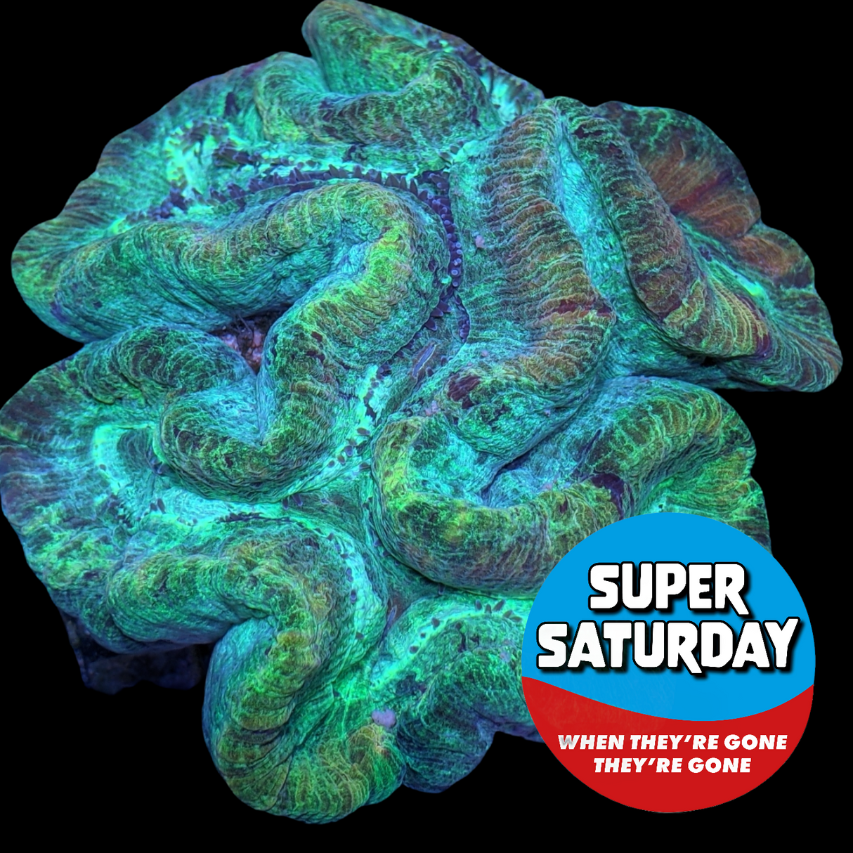 Super Saturday XXL Trachyphyllia (Collection Only)