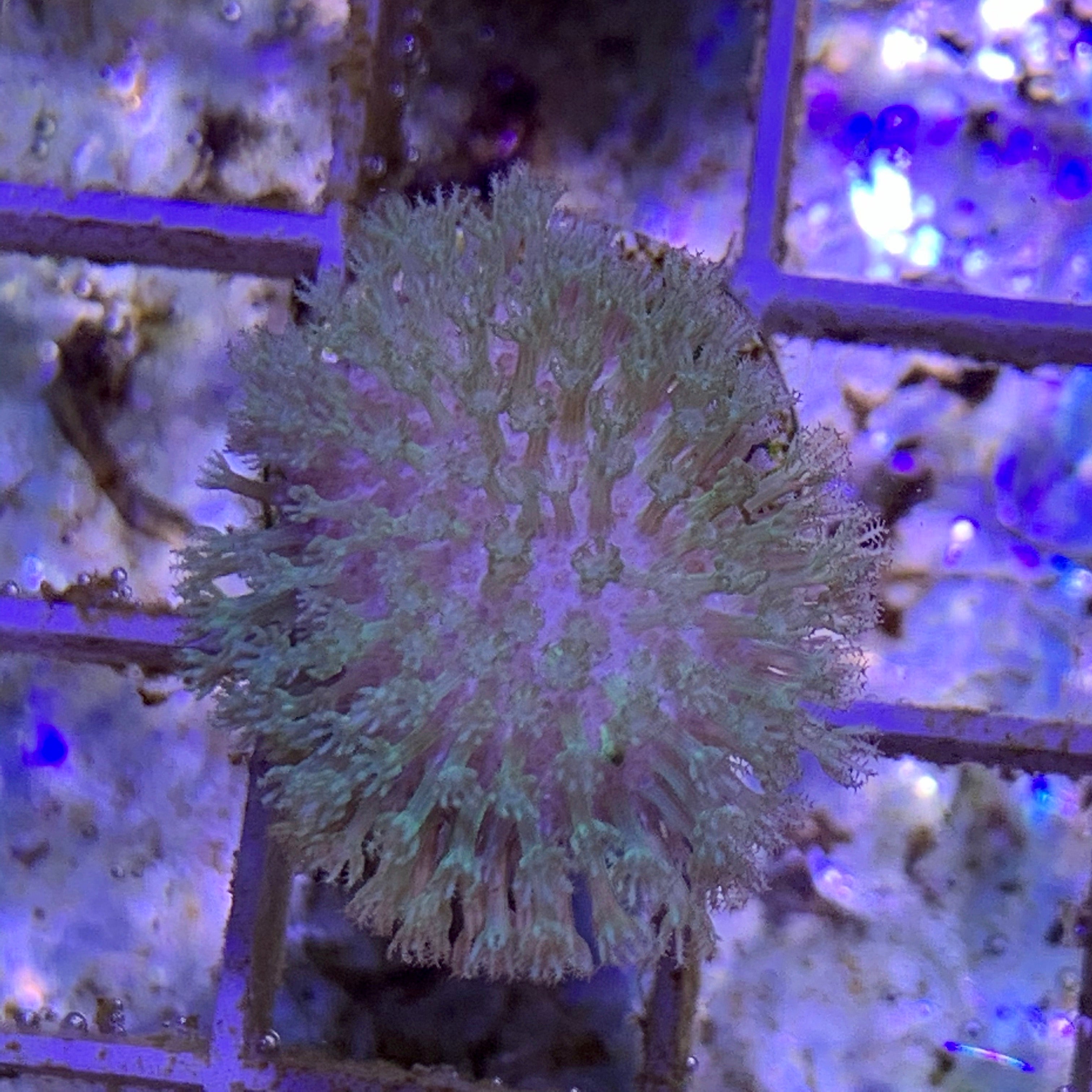Green Toadstool Coral