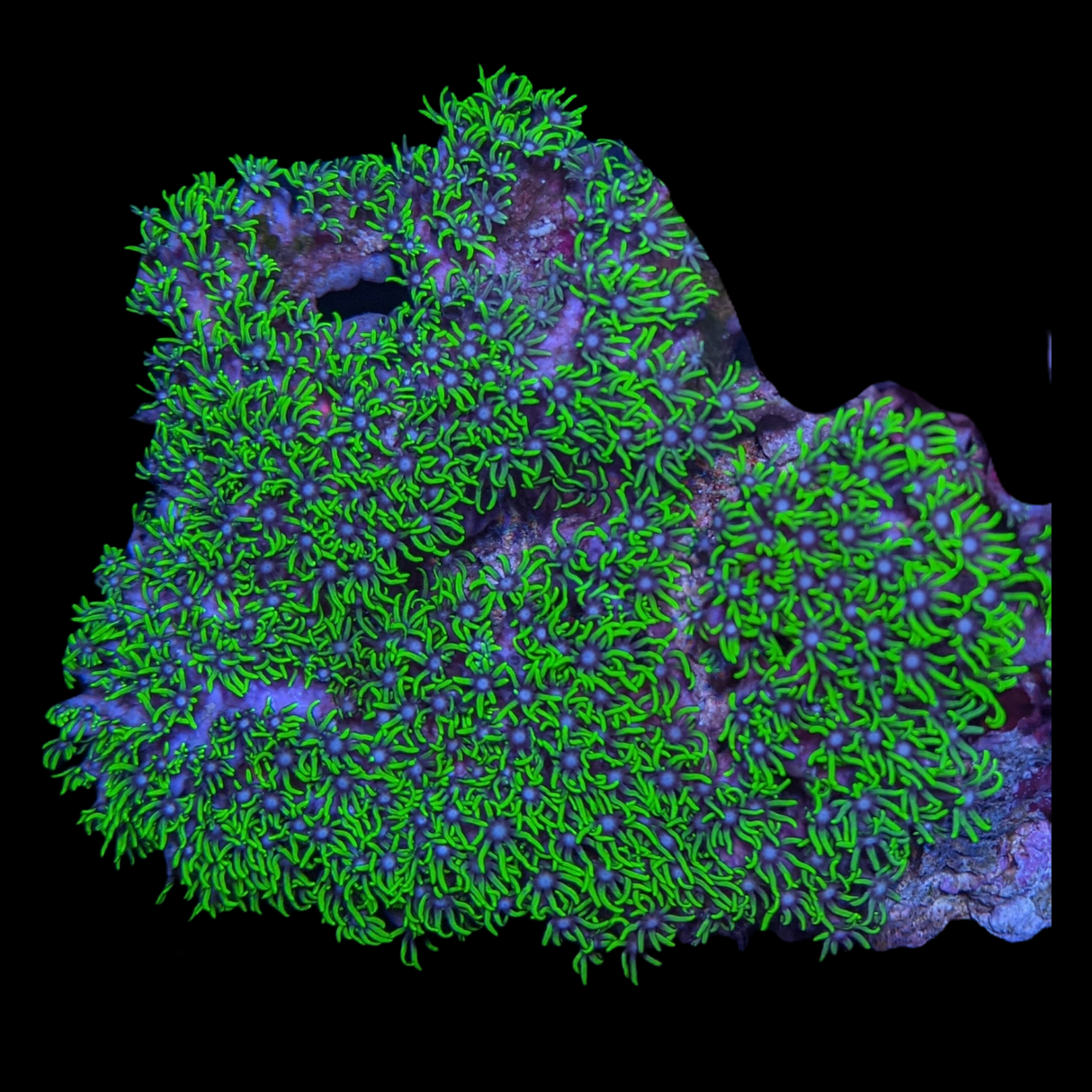 Star Polyps colony