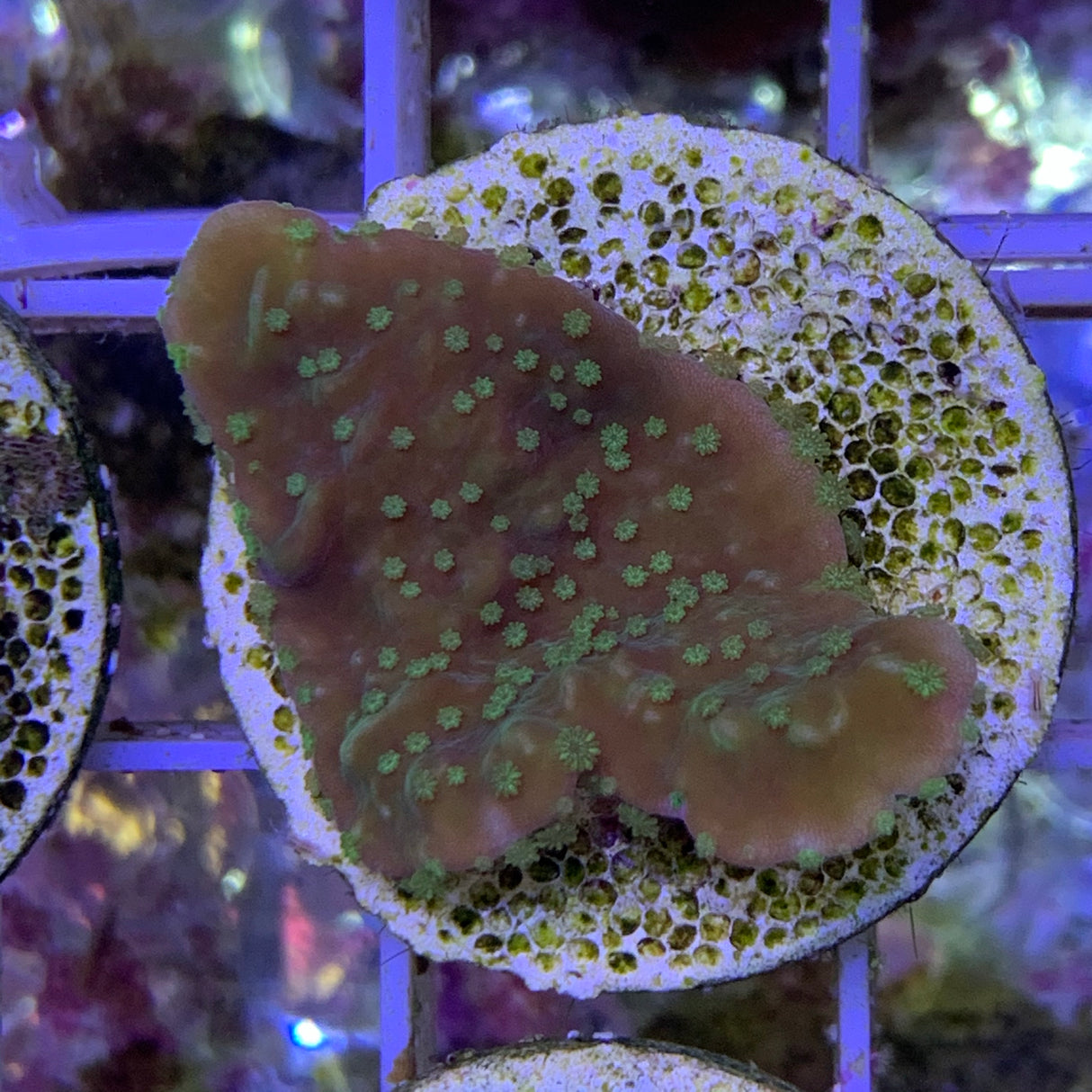 Green Plating Montipora