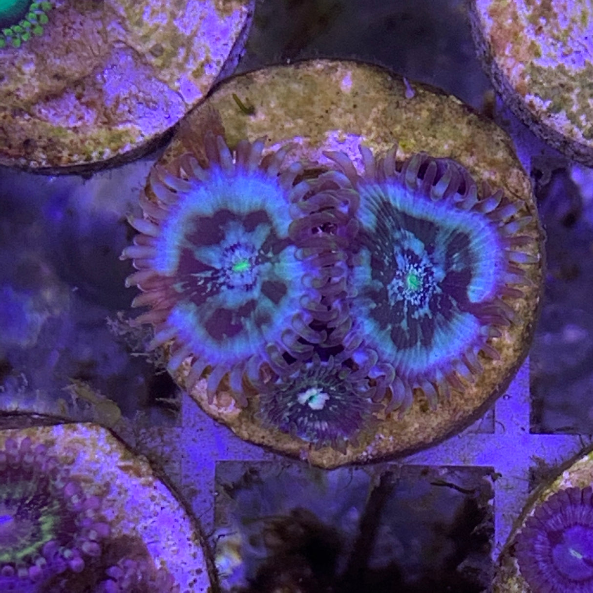 3 Polyp Zoa frag