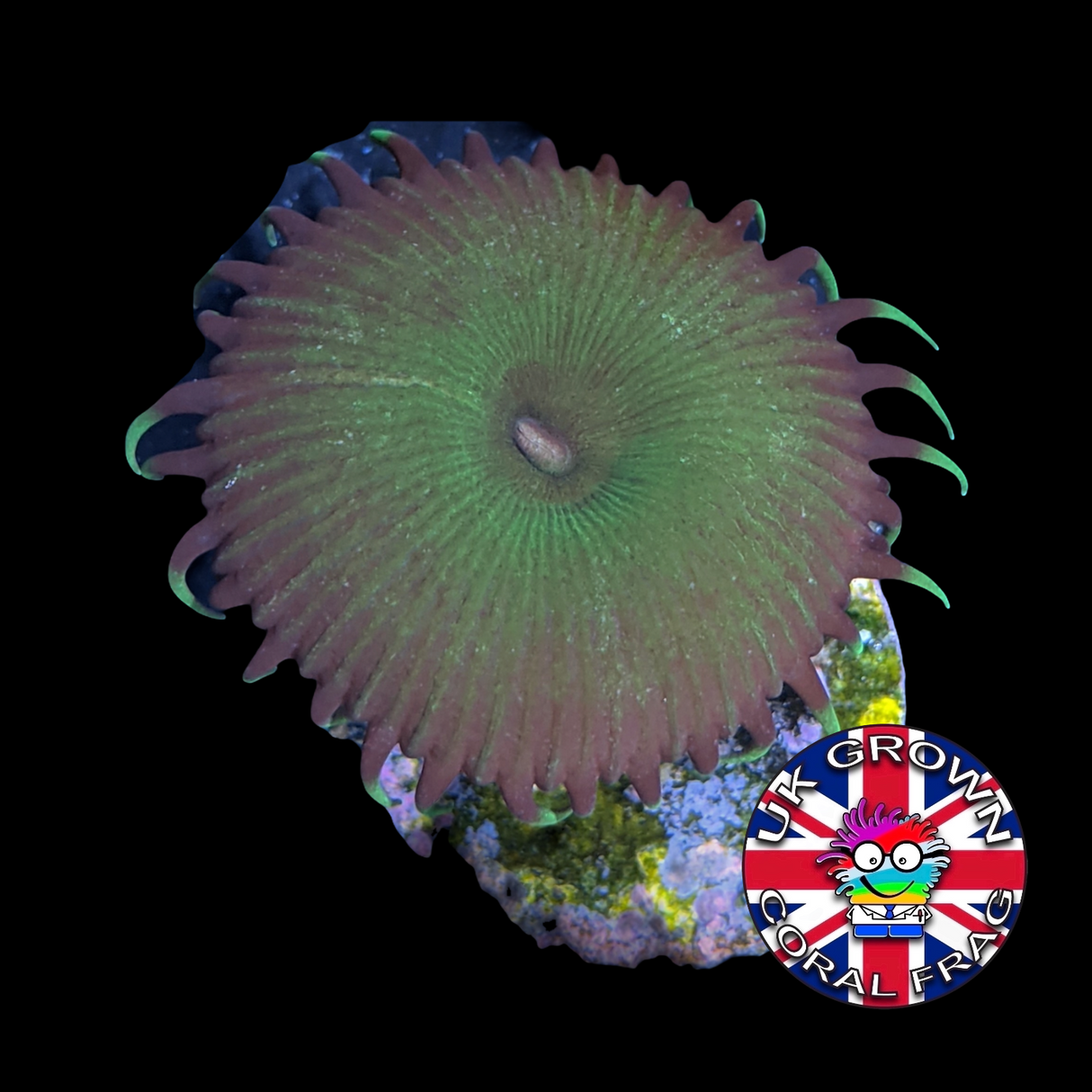 Green Paly Zoa Frag (UK Grown)