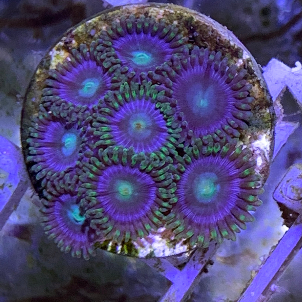 8 polyp Zoa frag