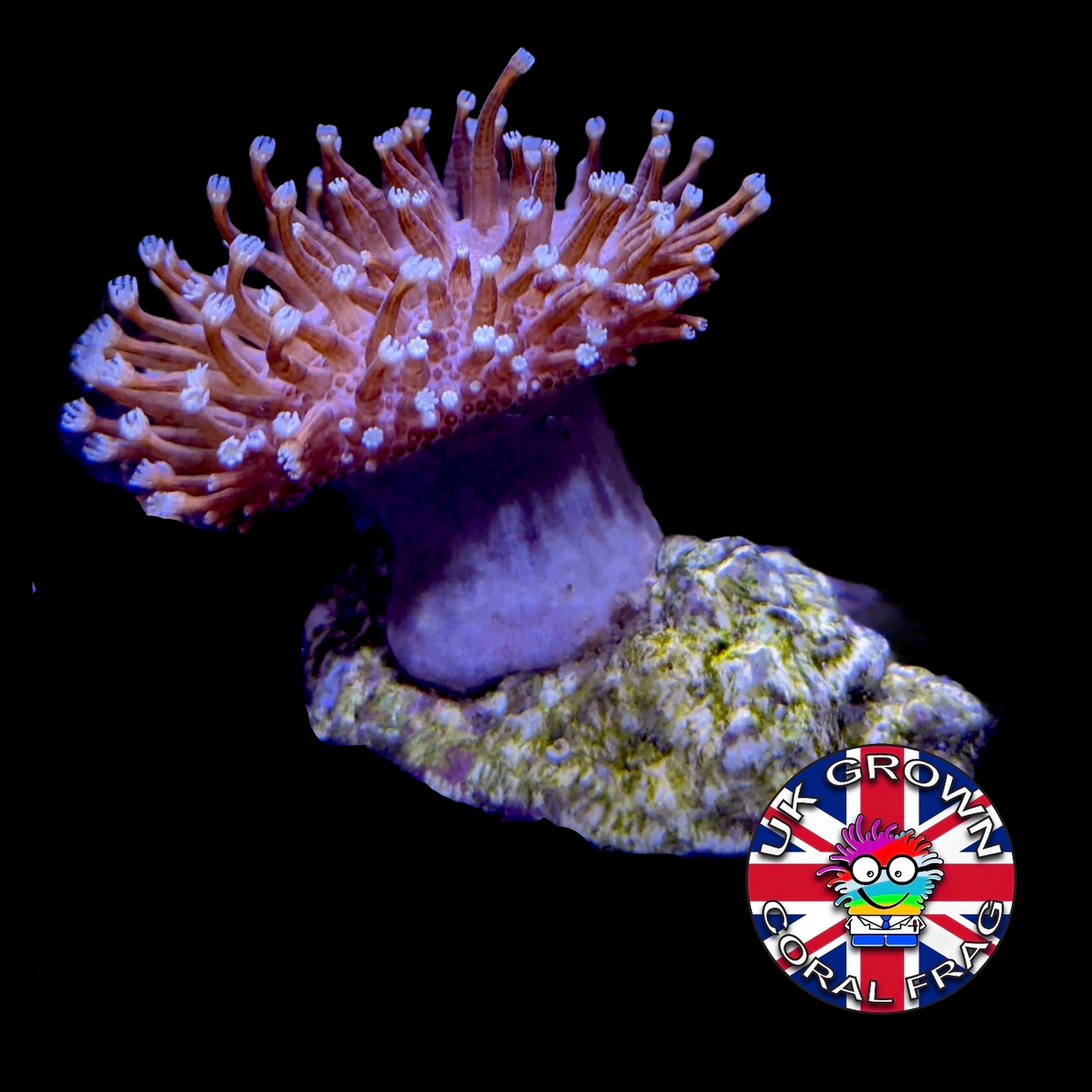 Toadstool (UK Grown)