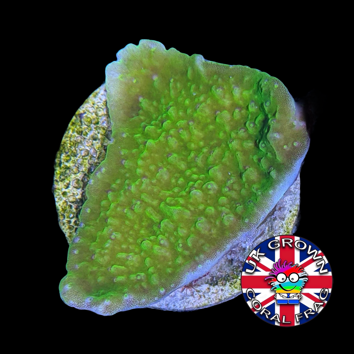 Green plating Montipora (UK Grown)