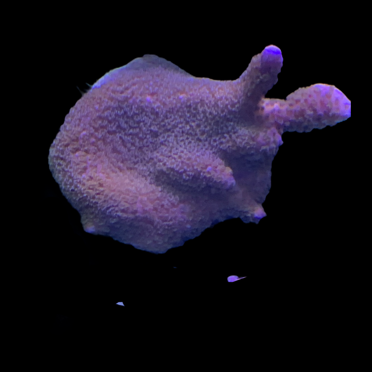 Montipora digitata