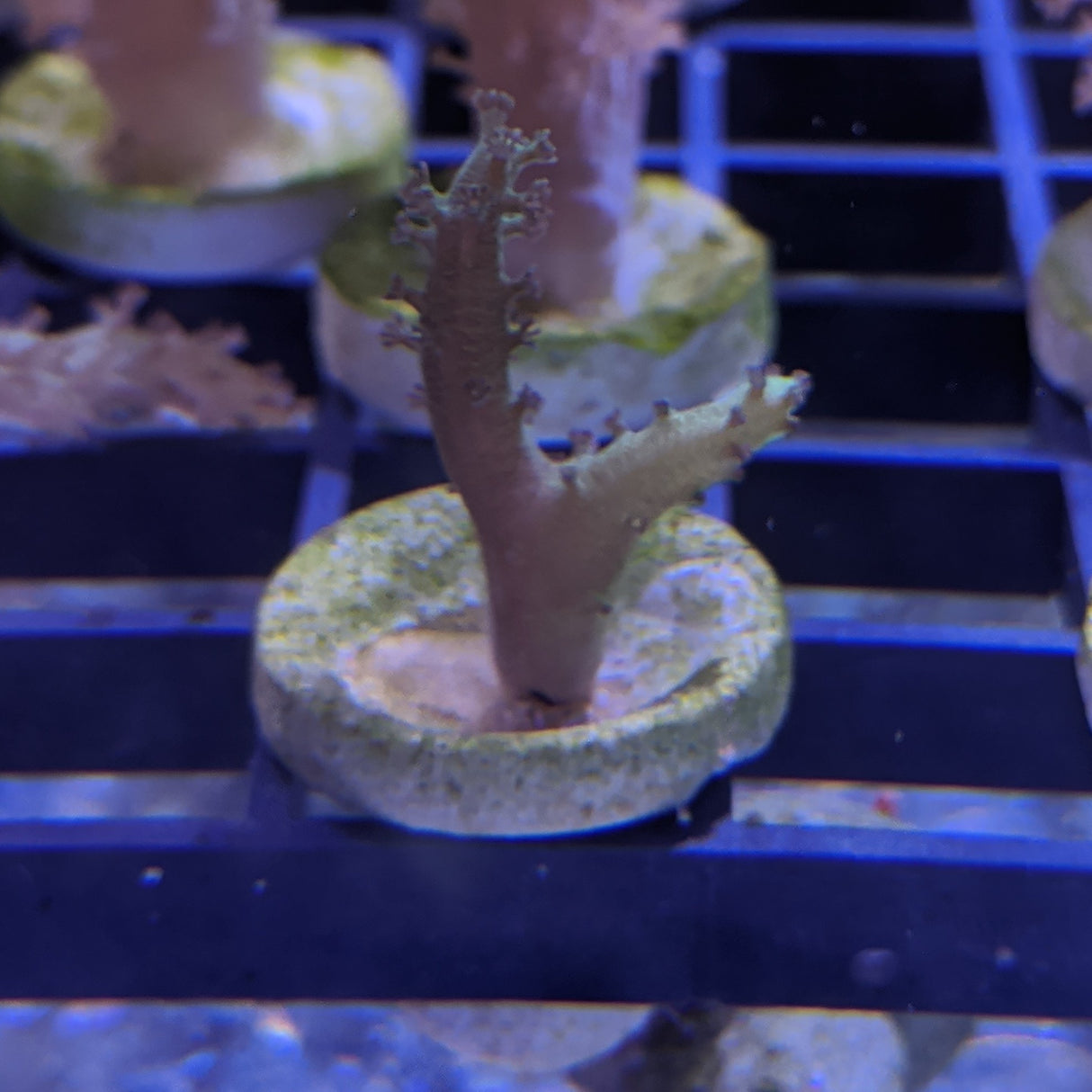 Green Sinularia Leather Coral