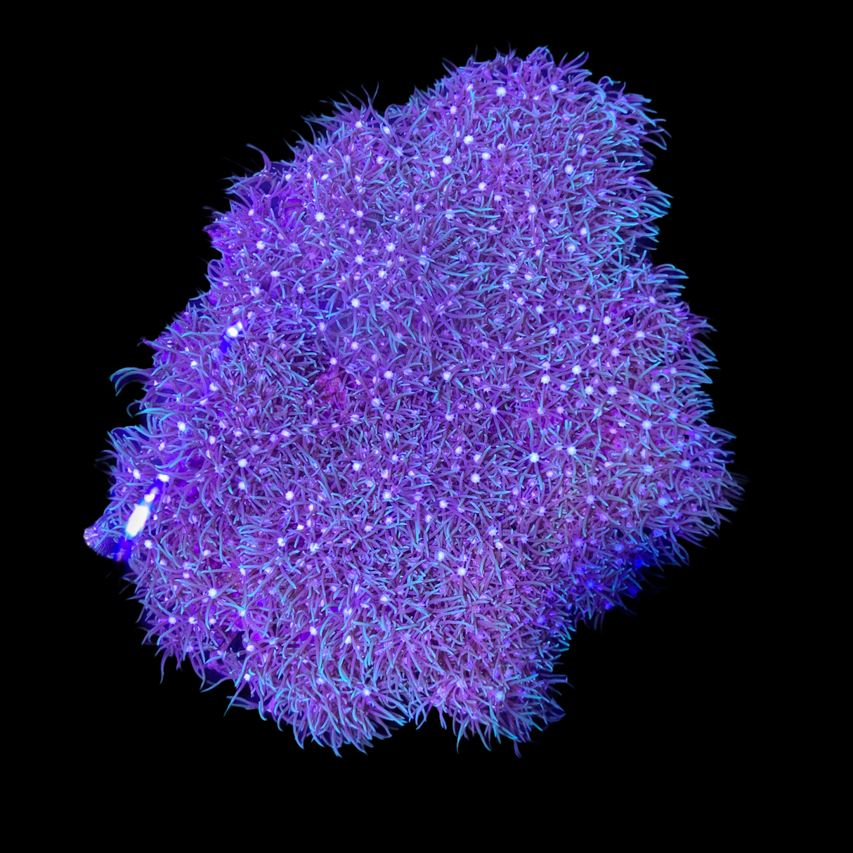 Star Polyp Colony