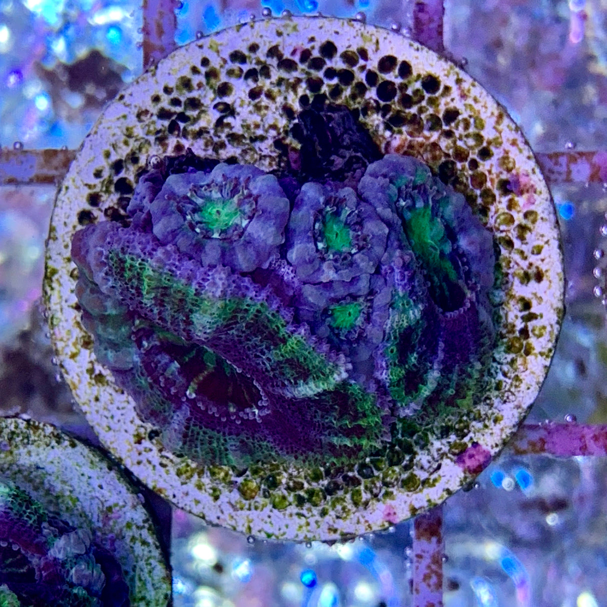 5 Head Acan Frag