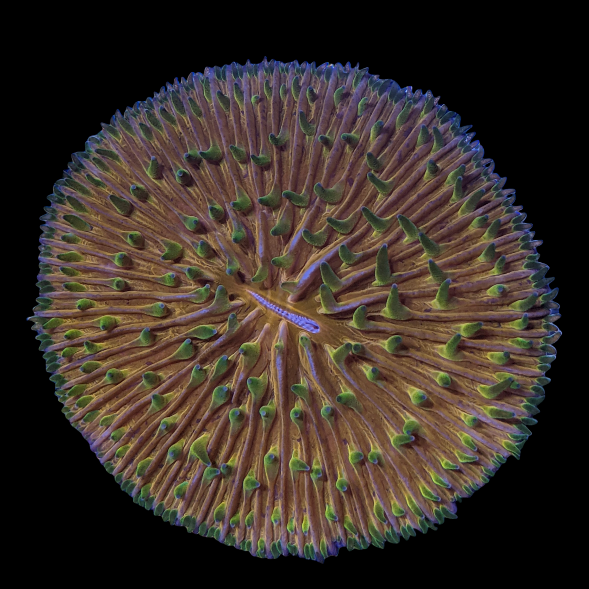 Orange Fungia Plate (Collection only)