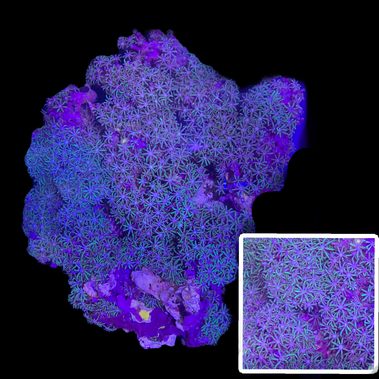 Star Polyp Colony