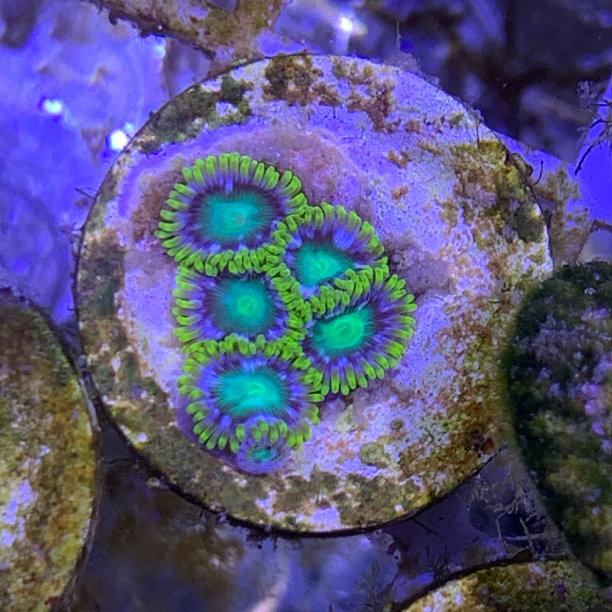 Zoa frag