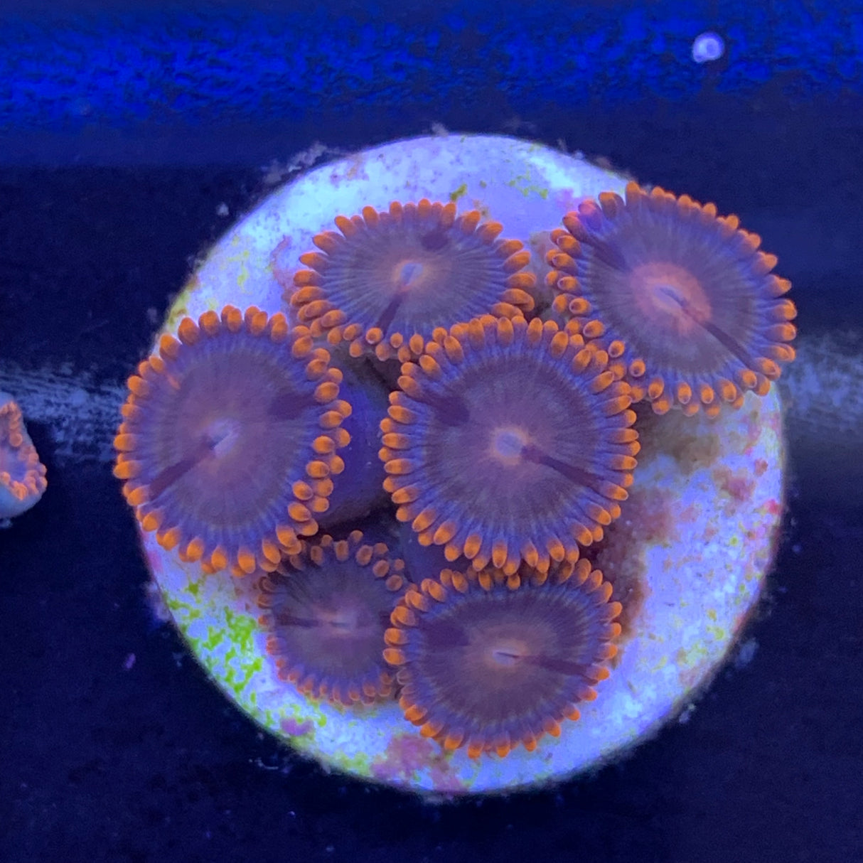 6 Polyp Zoa frag