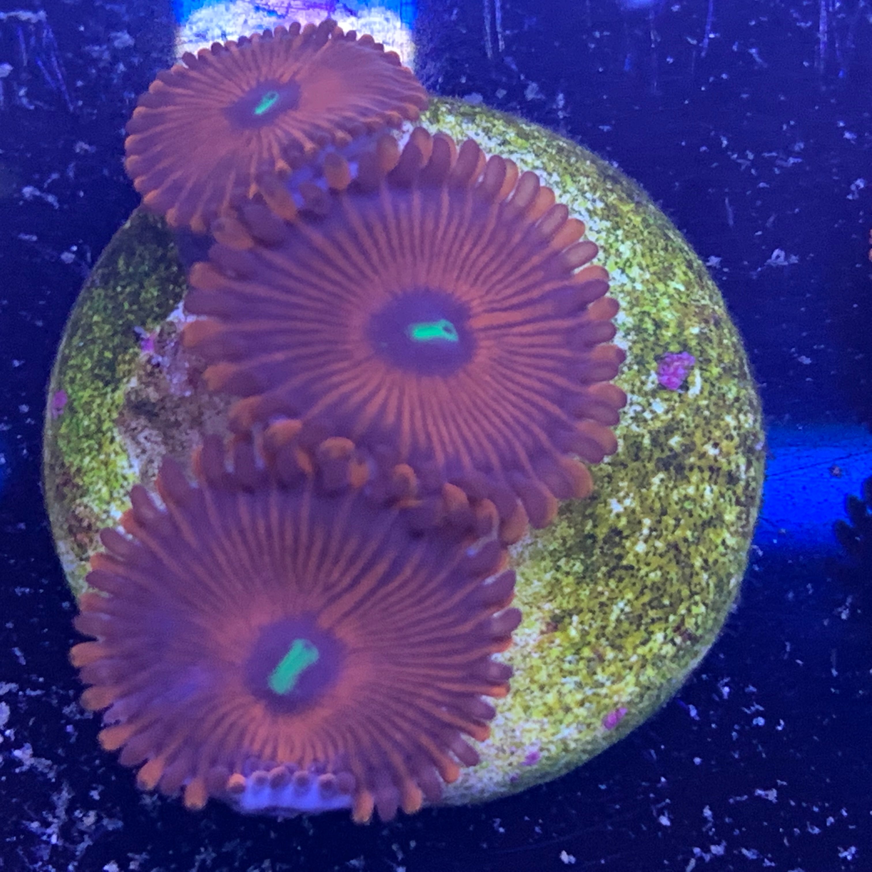3 Polyp Red People Eater Zoa