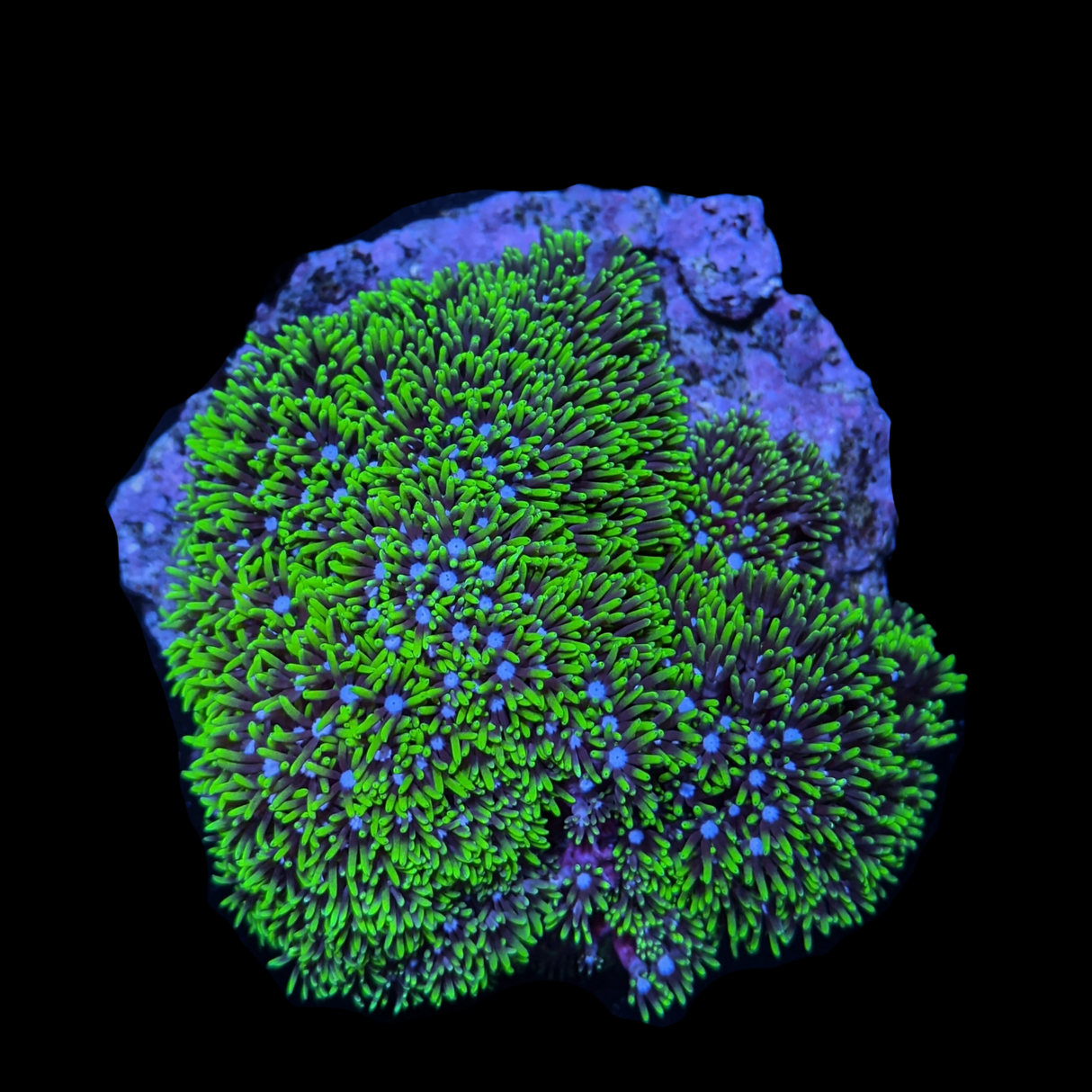 Indoneasian Aquacultured Star Polyps colony