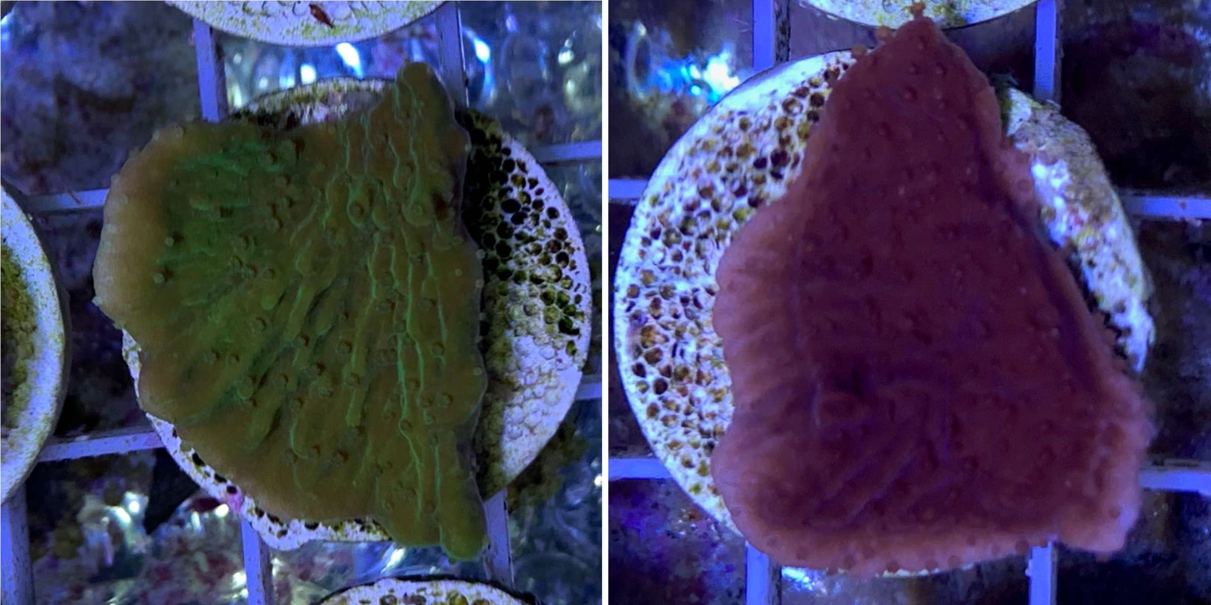 Red & Green plating Montipora Twin Pack