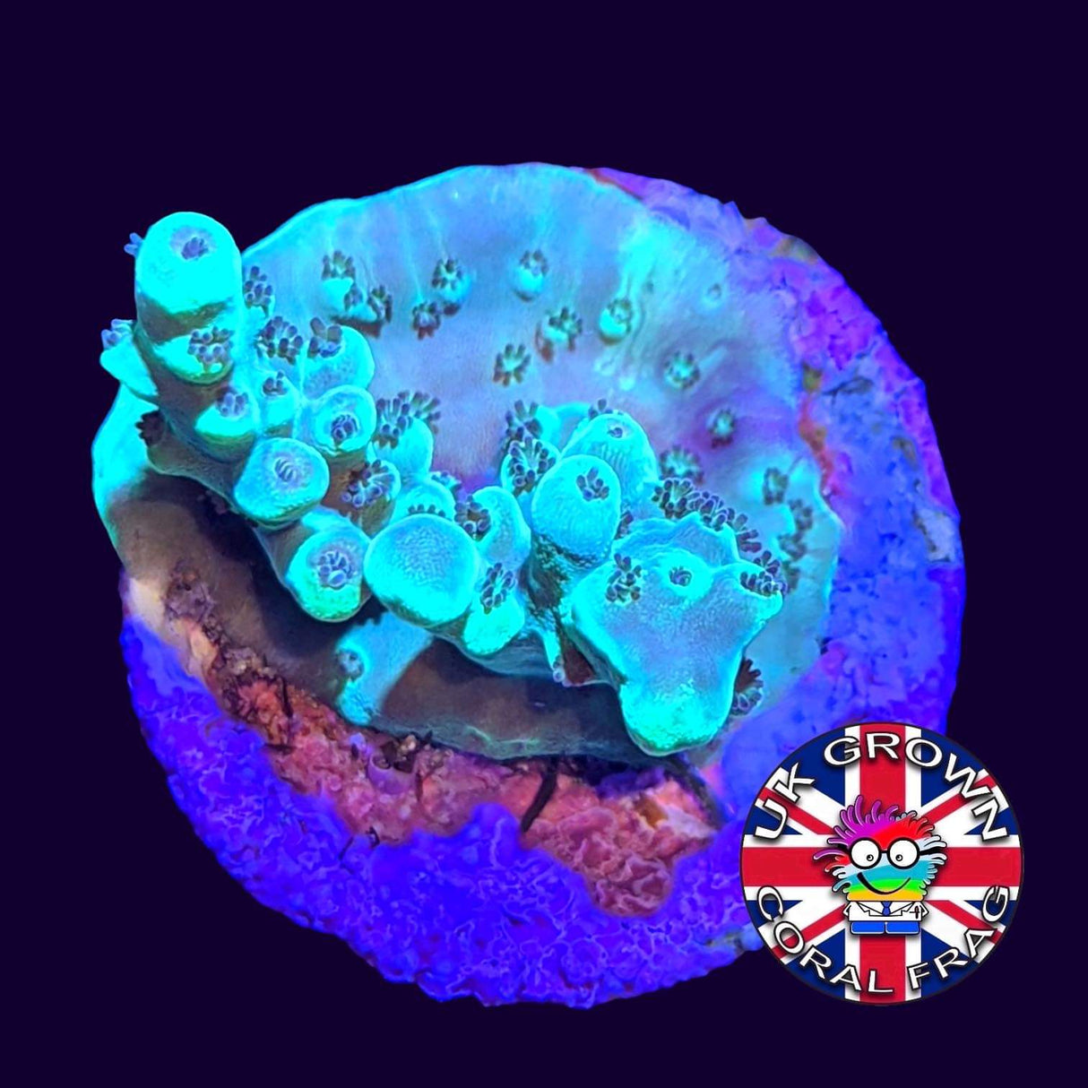 Acropora Frag (UK Grown)