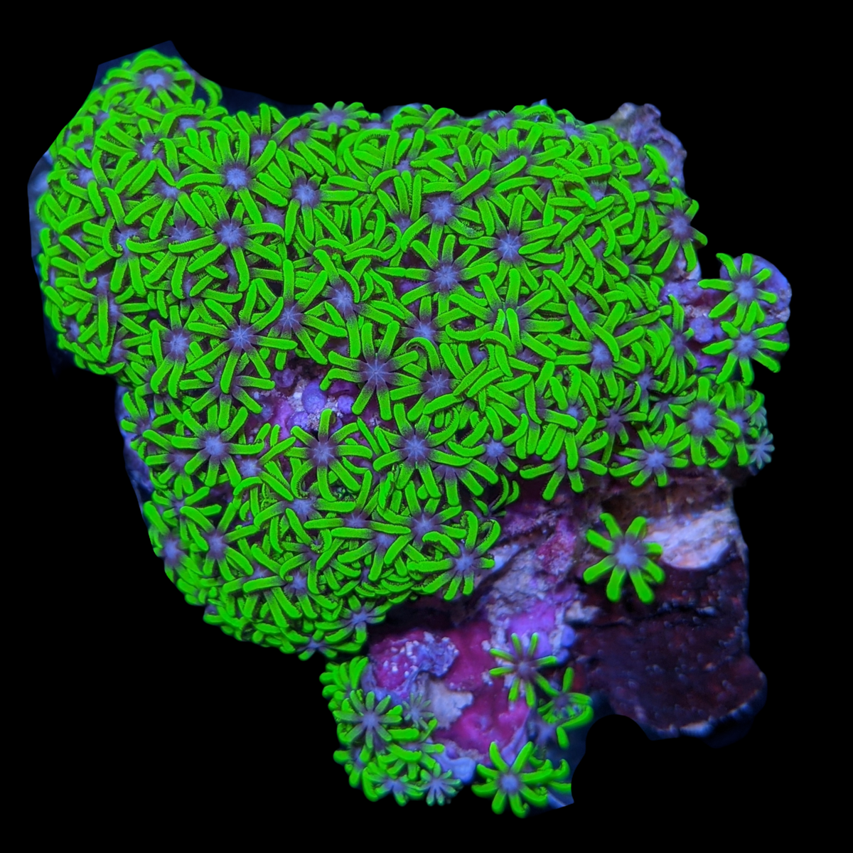 Star Polyps Mini Colony