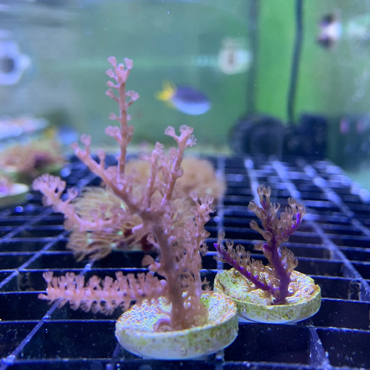 Gorgonian Twin Pack