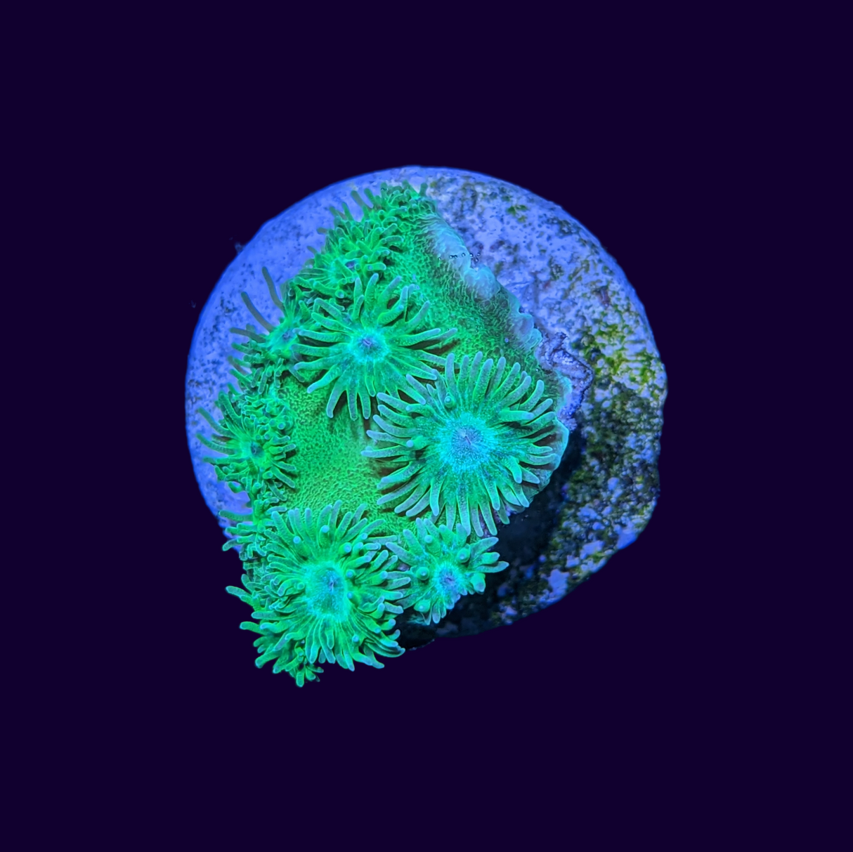 Green Turbinaria Peltata (Cup Coral)