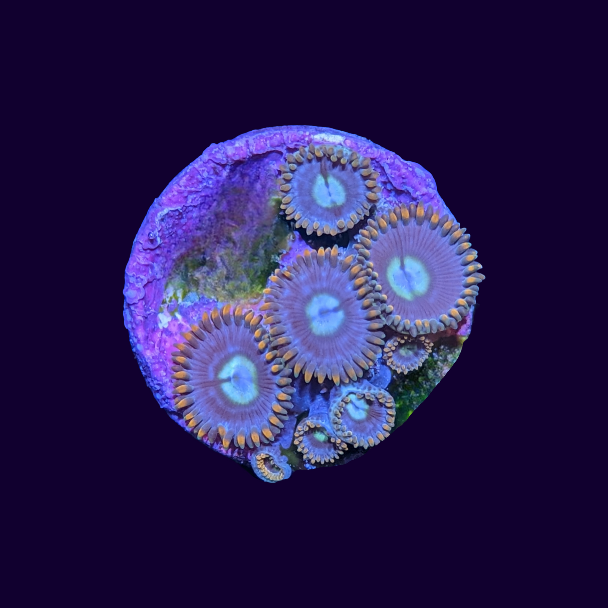 Fire and Ice Zoa Frag