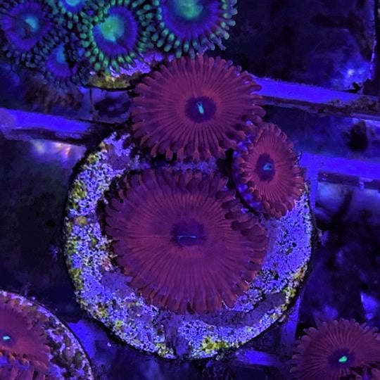 3 Polyp Zoa frag