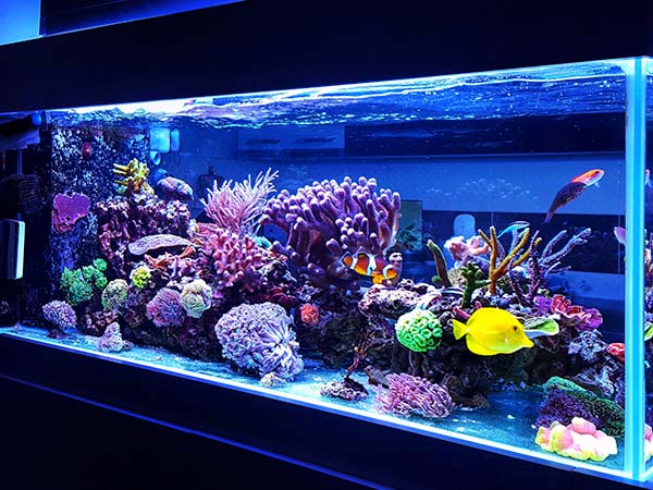 Live Coral, Fish, Aquariums