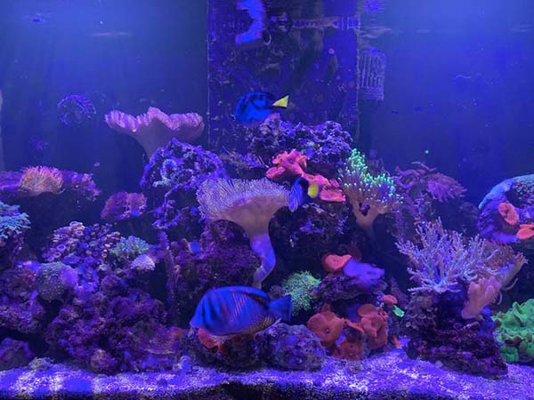 Coral reef hot sale stores near me